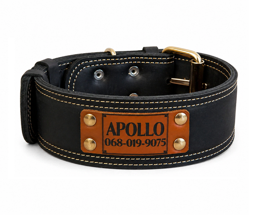 Black leather dog collar with gold hardware and Apollo brand label on a white background